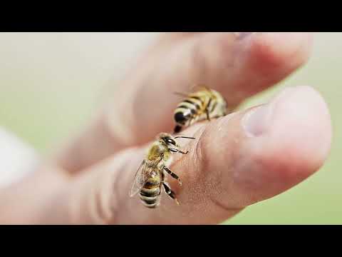 Propolis damla